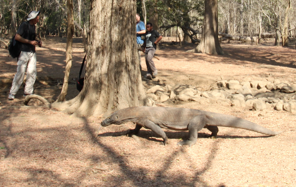 Komodo on the move in close proximity to our group