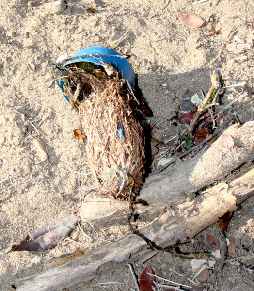 Komodo dragon bolus with plastic lid. Notice micro-plastic bits and net strand inside