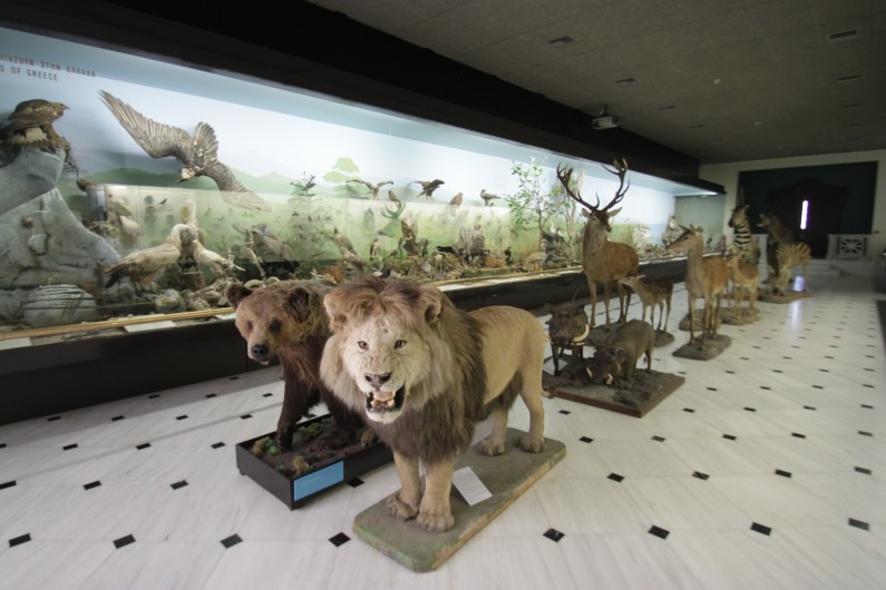 Goulandris Museum Taxidermy Hall