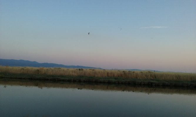 Kolonna Salt Marsh with flamingos