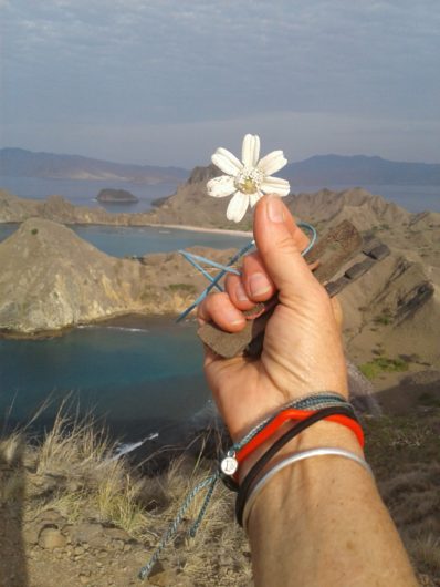 plasticflowerpadarisland_2016110