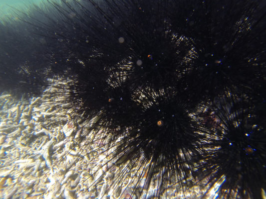 seaurchinsmating